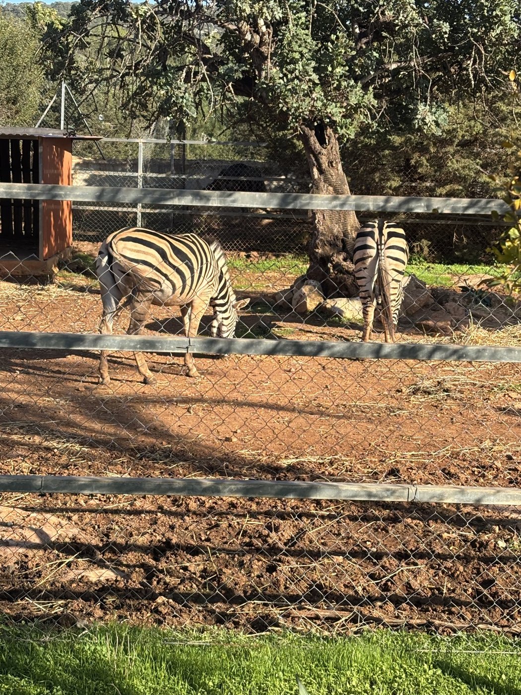 Paphos Zoo – eigene Aufnahme