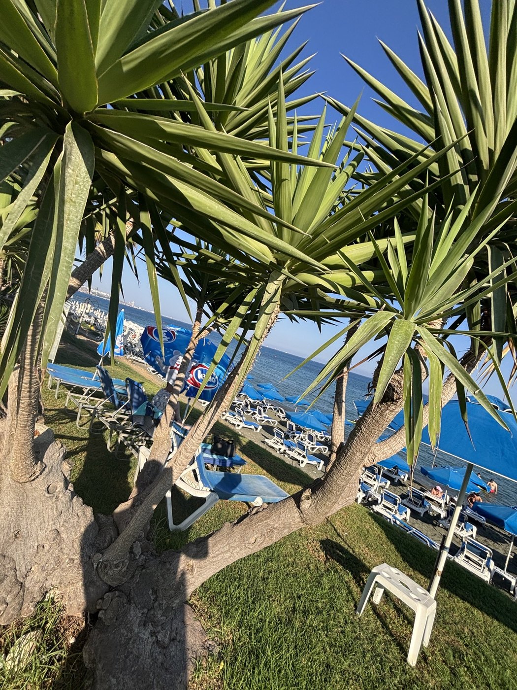 Strand und Palmen
