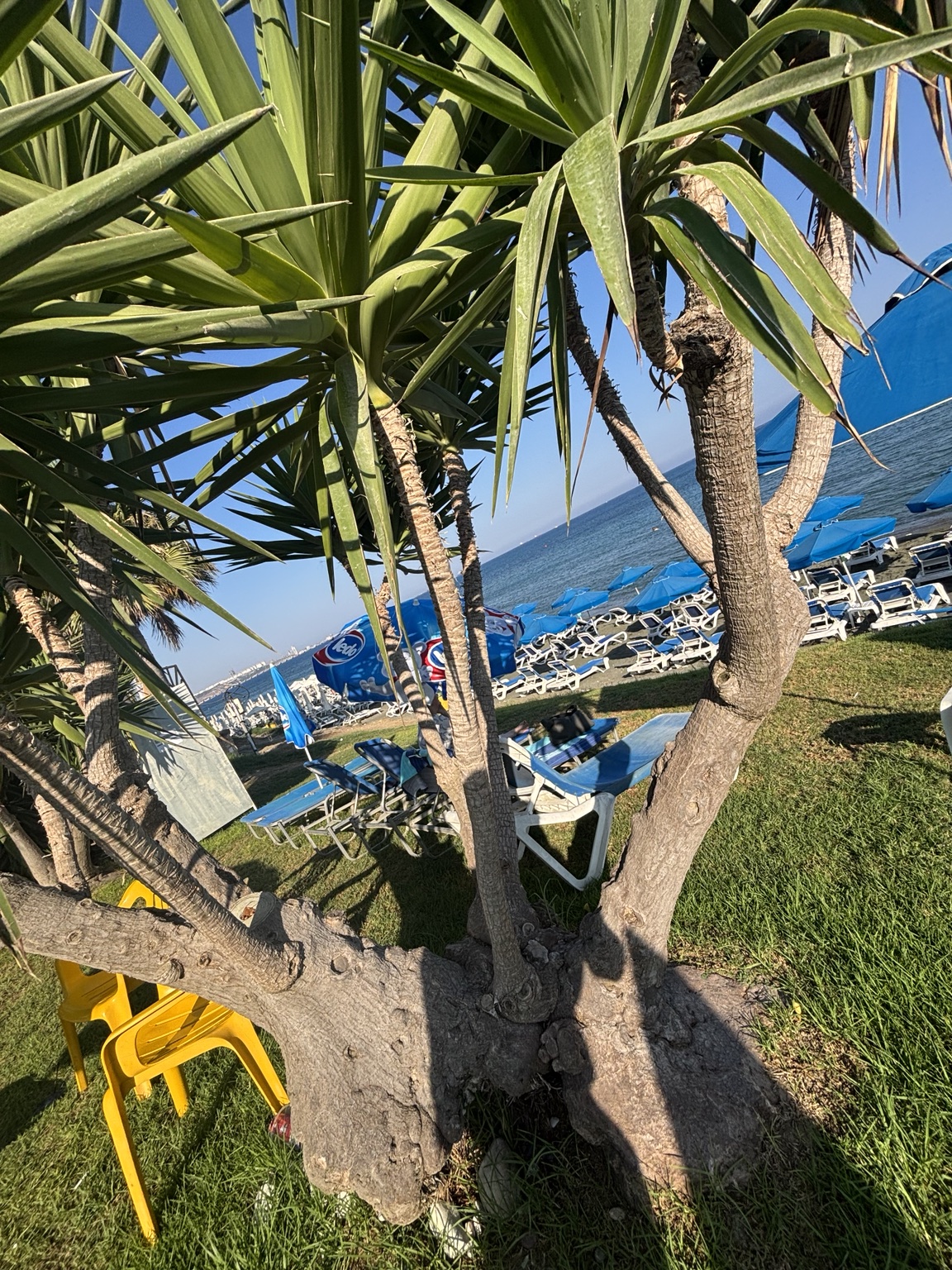 Palmen, Liegen und Meer am Sofroniou Beach