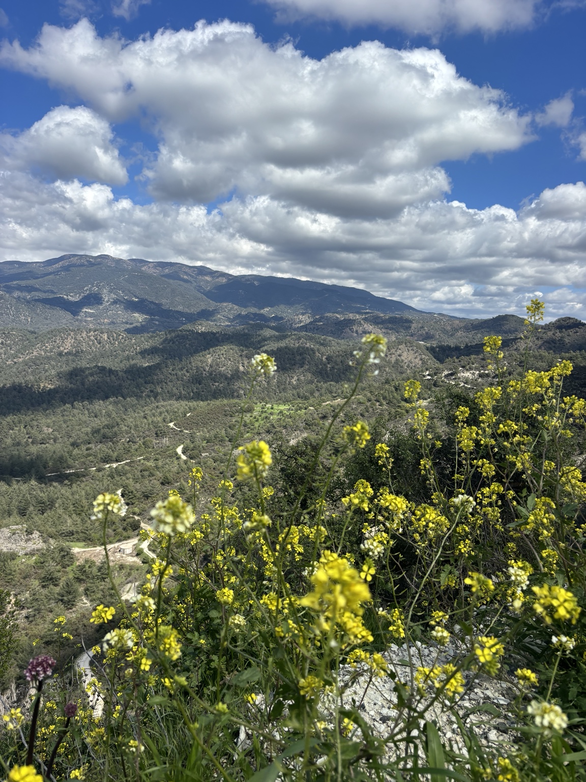 Berglandschaft mit gelben Wildblumen